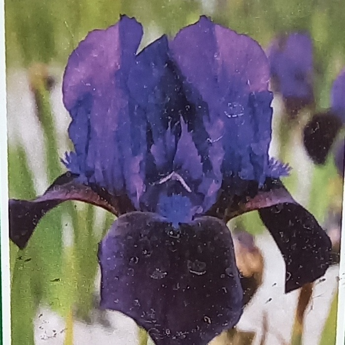 Skalničky - Iris pumila 'Little Shadow' květináč 13cm