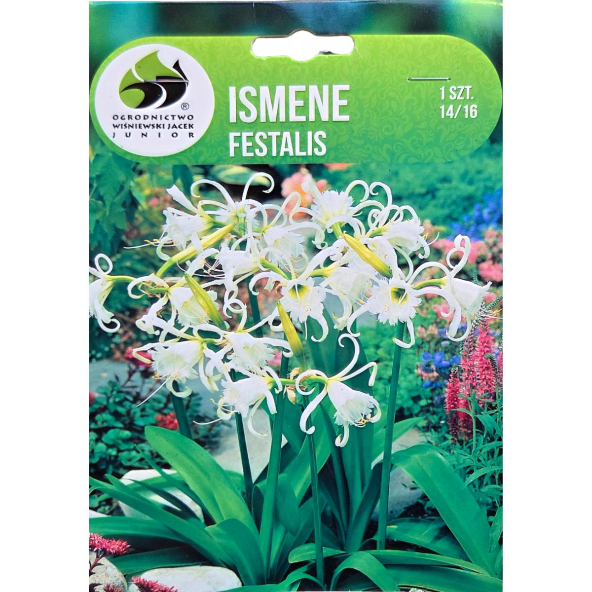 Ostatní jarní cibuloviny - Ismene bílá 1ks