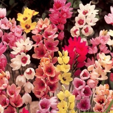 Ostatní jarní cibuloviny - Ixie mix 20ks