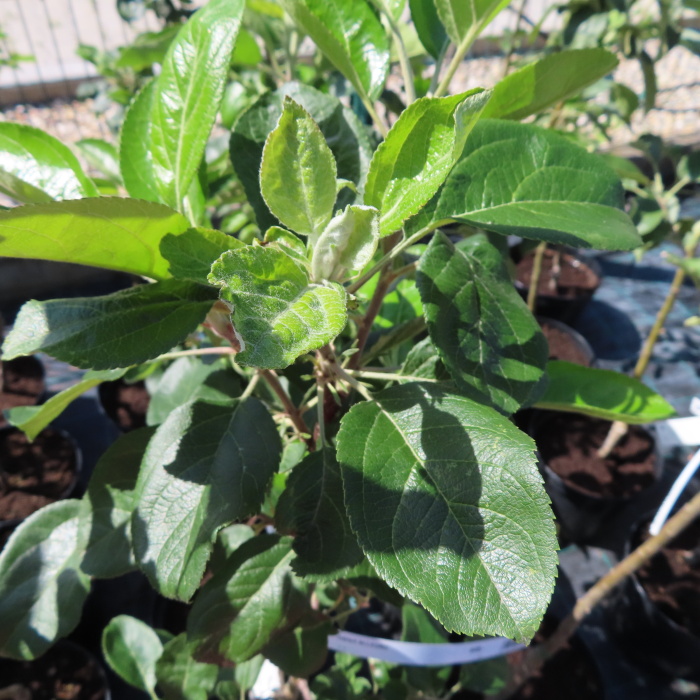 Jabloně - Jabloň 'Allegro' květináč 7,5 litru, zákrsek, letní, REZISTENTNÍ, CIZOSPRAŠNÁ