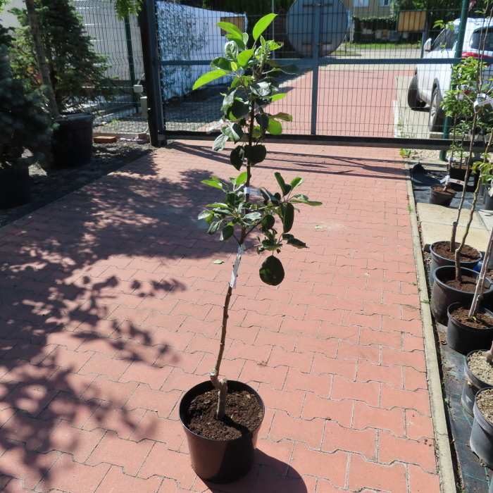 Jabloň 'Allegro' květináč 7,5 litru, zákrsek, letní, REZISTENTNÍ, CIZOSPRAŠNÁ-0