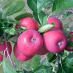 Jabloně - Jabloň 'Allegro' prostokořenné, zákrsek, letní, REZISTENTNÍ, CIZOSPRAŠNÁ