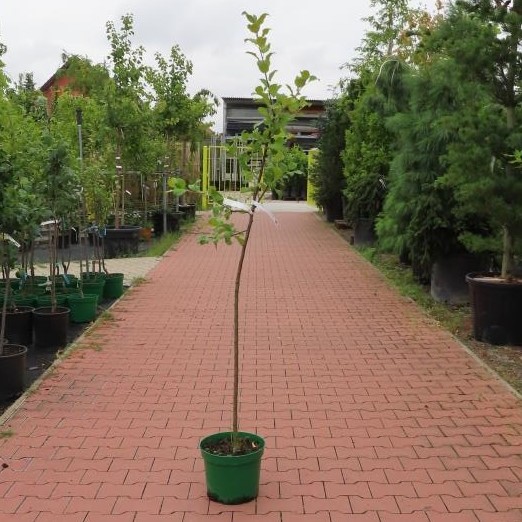 Jabloň 'Ametyst' květináč 10 litrů, čtvrtkmen, letní, REZISTENTNÍ, CIZOSPRAŠNÁ-0