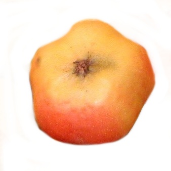 Rostliny - Jabloň 'Api hvězdovité' květináč 7,5 litru, zákrsek, zimní, CIZOSPRAŠNÁ