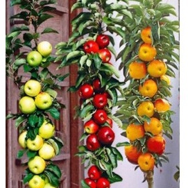 Rostliny - Jabloň 'Ballerina' květináč 130 litrů, výška 250/300cm, sloupová, zimní, CIZOSPRAŠNÁ