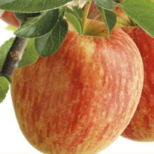 Jabloň 'Benoni' květináč 6 litrů, výška 150/175cm, podzimní, CIZOSPRAŠNÁ-0