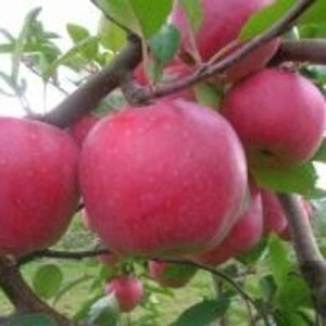 Rostliny - Jabloň 'Blaník' květináč 7,5 litru, zákrsek, zimní, REZISTENTNÍ, CIZOSPRAŠNÁ