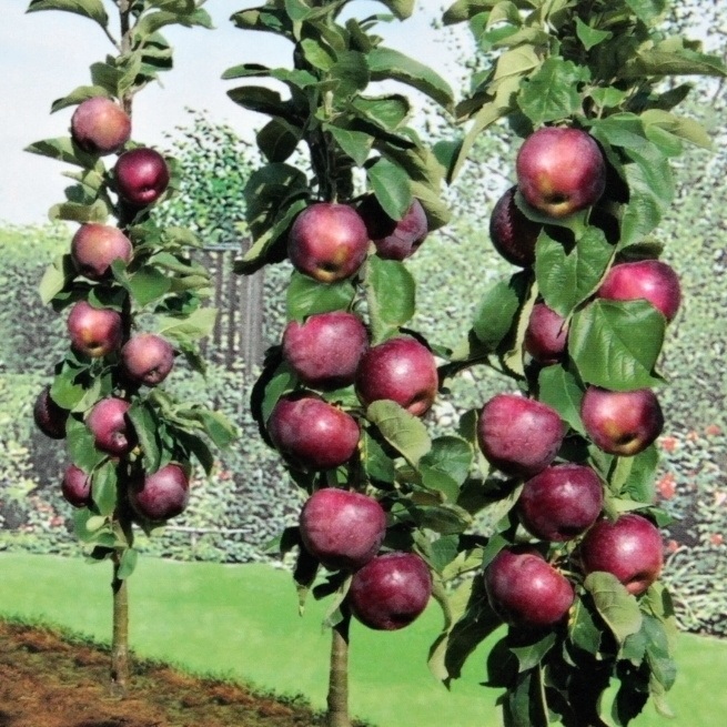 Jabloně - Jabloň 'Blue Moon Starline' květináč 12 litrů, sloupová, podzimní, CIZOSPRAŠNÁ