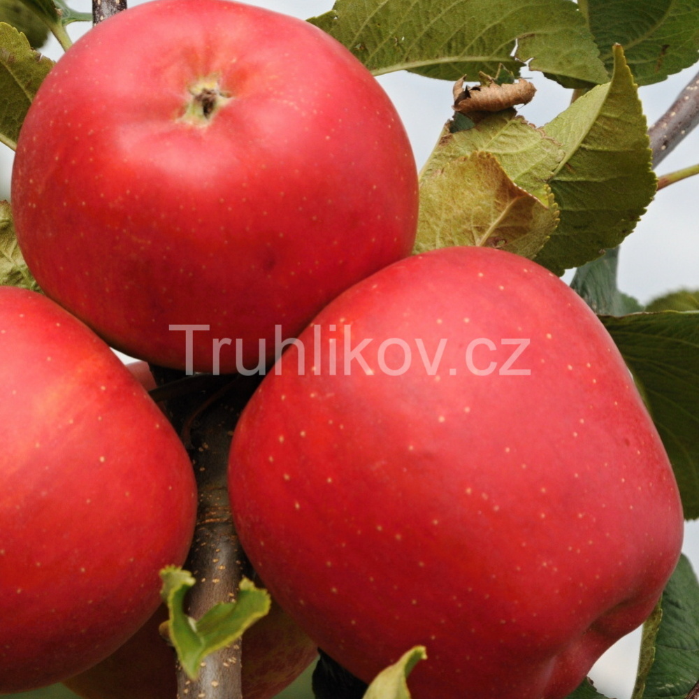 Jabloně - Jabloň 'Bohemia' prostokořenné, zákrsek, zimní, CIZOSPRAŠNÁ
