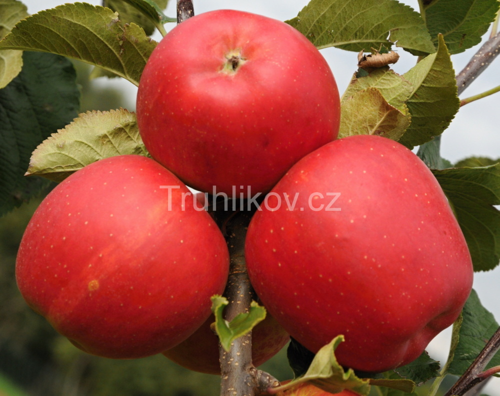Jabloň 'Bohemia' prostokořenné, zákrsek, zimní, CIZOSPRAŠNÁ-0