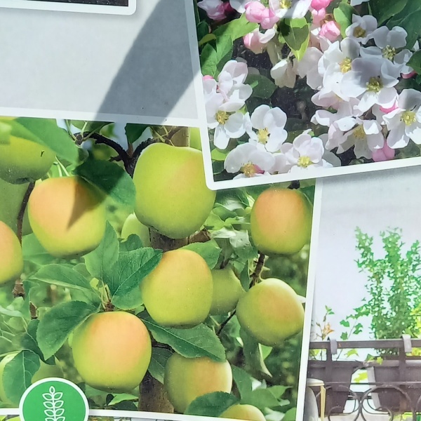 Rostliny - Jabloň 'Bolero' 5 litrů, podzimní, sloupová