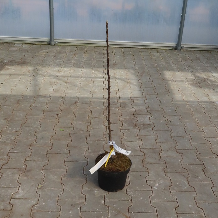 Rostliny - Jabloň 'Bolero' květináč 7,5 litru, sloupová, podzimní, CIZOSPRAŠNÁ