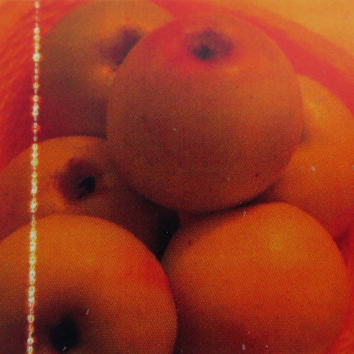 Jabloň 'Bolero' květináč 7,5 litru, sloupová, podzimní, CIZOSPRAŠNÁ-0