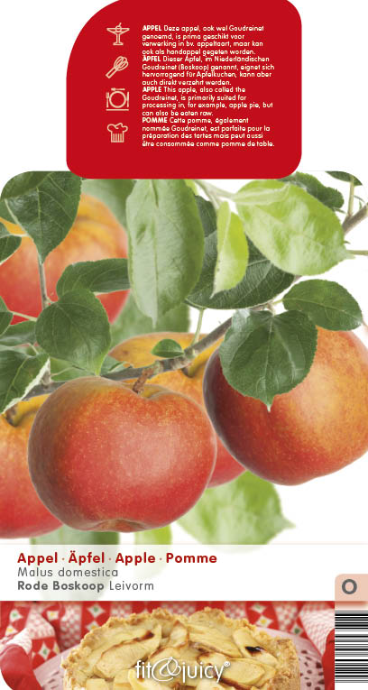 Balkonové ovocné stromky - Jabloň 'Boskoopské červené' květináč 5 litrů, balkonová, zákrsek, zimní, CIZOSPRAŠNÁ