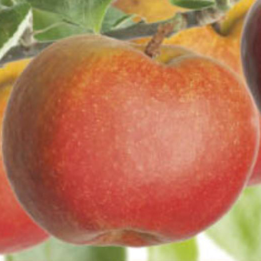 Jabloň 'Boskoopské červené' květináč 5 litrů, balkonová, zákrsek, zimní, CIZOSPRAŠNÁ-0