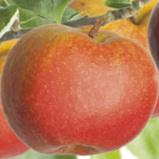 Jabloň 'Boskoopské červené' květináč 6 litrů, výška 150/175cm, zimní, CIZOSPRAŠNÁ-0