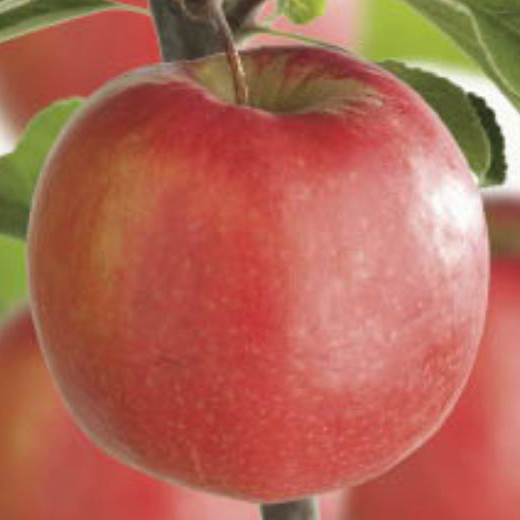 Jabloň 'Braeburn' květináč 5 litrů, balkonová, zákrsek, zimní, CIZOSPRAŠNÁ-0