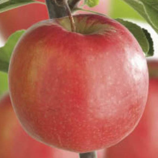 Jabloně - Jabloň 'Braeburn Red' prostokořenné, zákrsek, zimní, CIZOSPRAŠNÁ