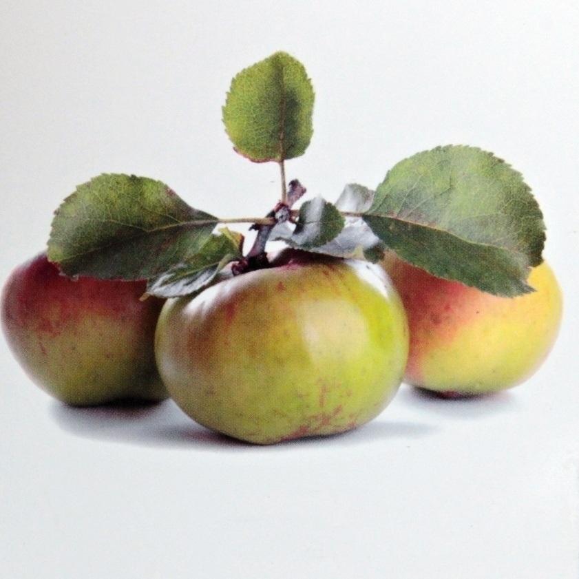 Jabloně - Jabloň 'Bramley's Seedling' květináč 6 litrů, kmínek 150/175cm, podzimní, CIZOSPRAŠNÁ