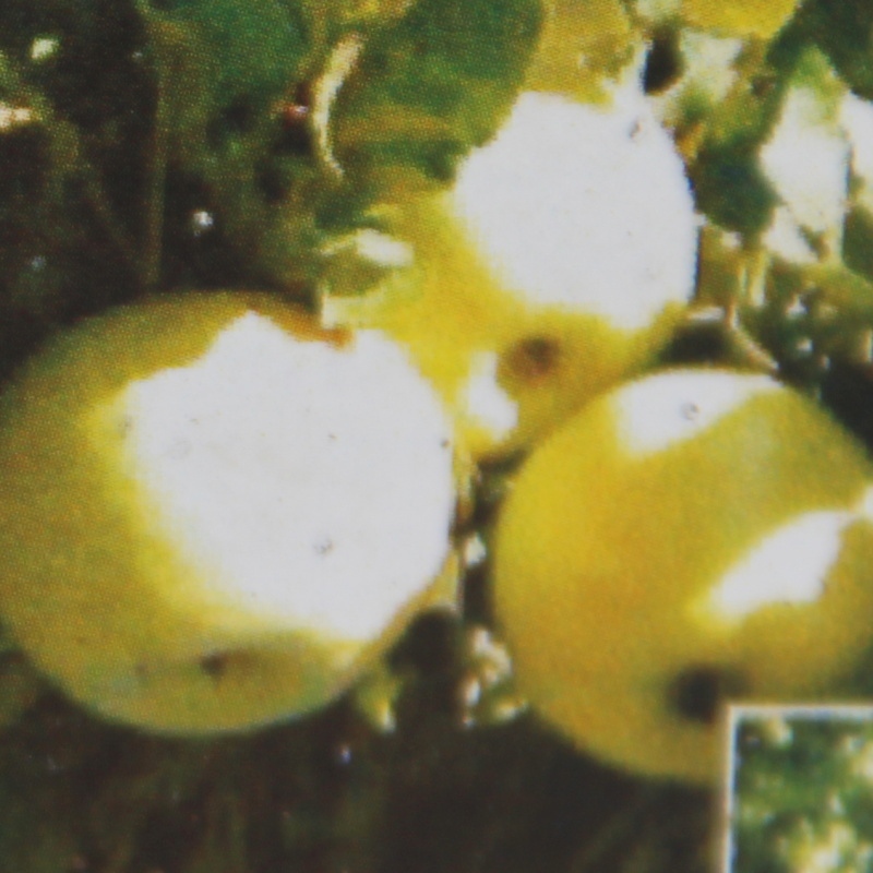 Rostliny - Jabloň 'Cactus' květináč 7,5 litru, sloupová, zimní, CIZOSPRAŠNÁ