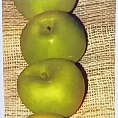 Jabloň 'Cactus' květináč 7,5 litru, sloupová, zimní, CIZOSPRAŠNÁ-0