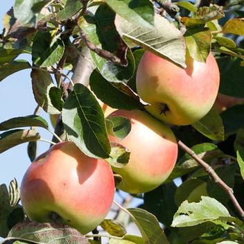 Rostliny - Jabloň 'Čistecké lahůdkové' květináč 10 litrů, čtvrtkmen, zimní, CIZOSPRAŠNÁ