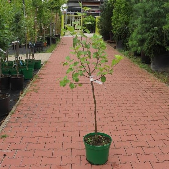 Jabloň 'Čistecké lahůdkové' květináč 10 litrů, čtvrtkmen, zimní, CIZOSPRAŠNÁ-0
