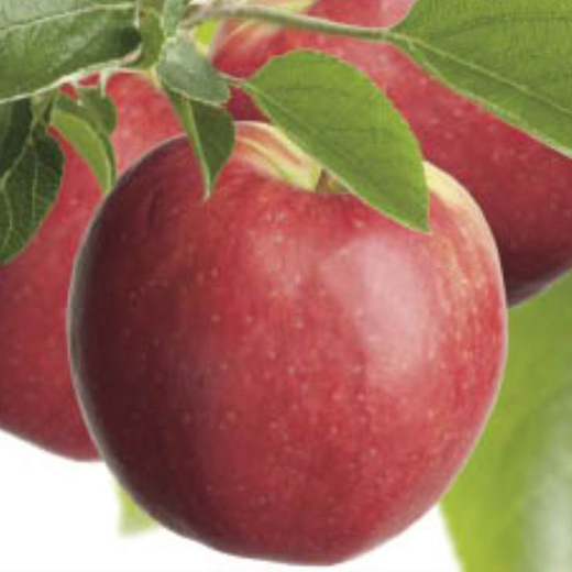 Rostliny - Jabloň 'Coxova reneta' květináč 5 litrů, balkonová, zákrsek, podzimní, CIZOSPRAŠNÁ