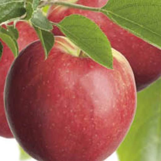 Jabloně - Jabloň 'Coxova Reneta' květináč 7,5 litru, u-tvar, zimní, CIZOSPRAŠNÁ