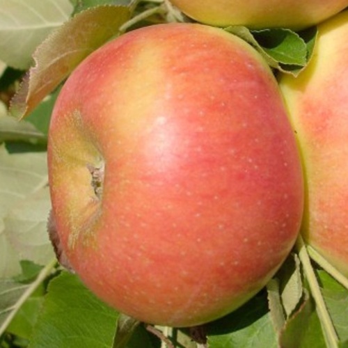 Jabloně - Jabloň 'Cumulus' květináč 7,5 litru, sloupová, podzimní, CIZOSPRAŠNÁ