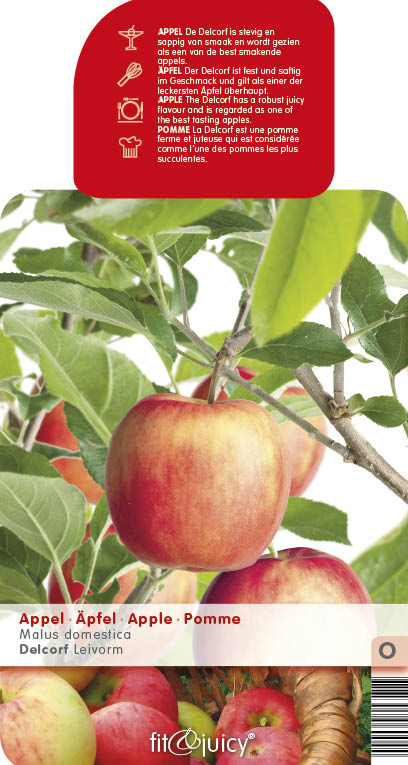 Jabloně - Jabloň 'Delcorf' květináč 6 litrů, výška 150/175cm, podzimní, CIZOSPRAŠNÁ