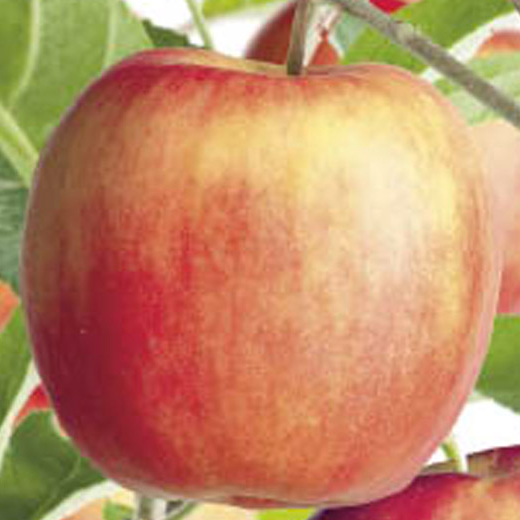 Jabloň 'Delcorf' květináč 6 litrů, výška 150/175cm, podzimní, CIZOSPRAŠNÁ-0