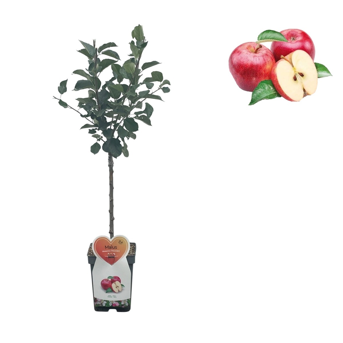 Rostliny - Jabloň Discovery květináč 5 litrů, balkonová, zákrsek, letní, CIZOSPRAŠNÁ