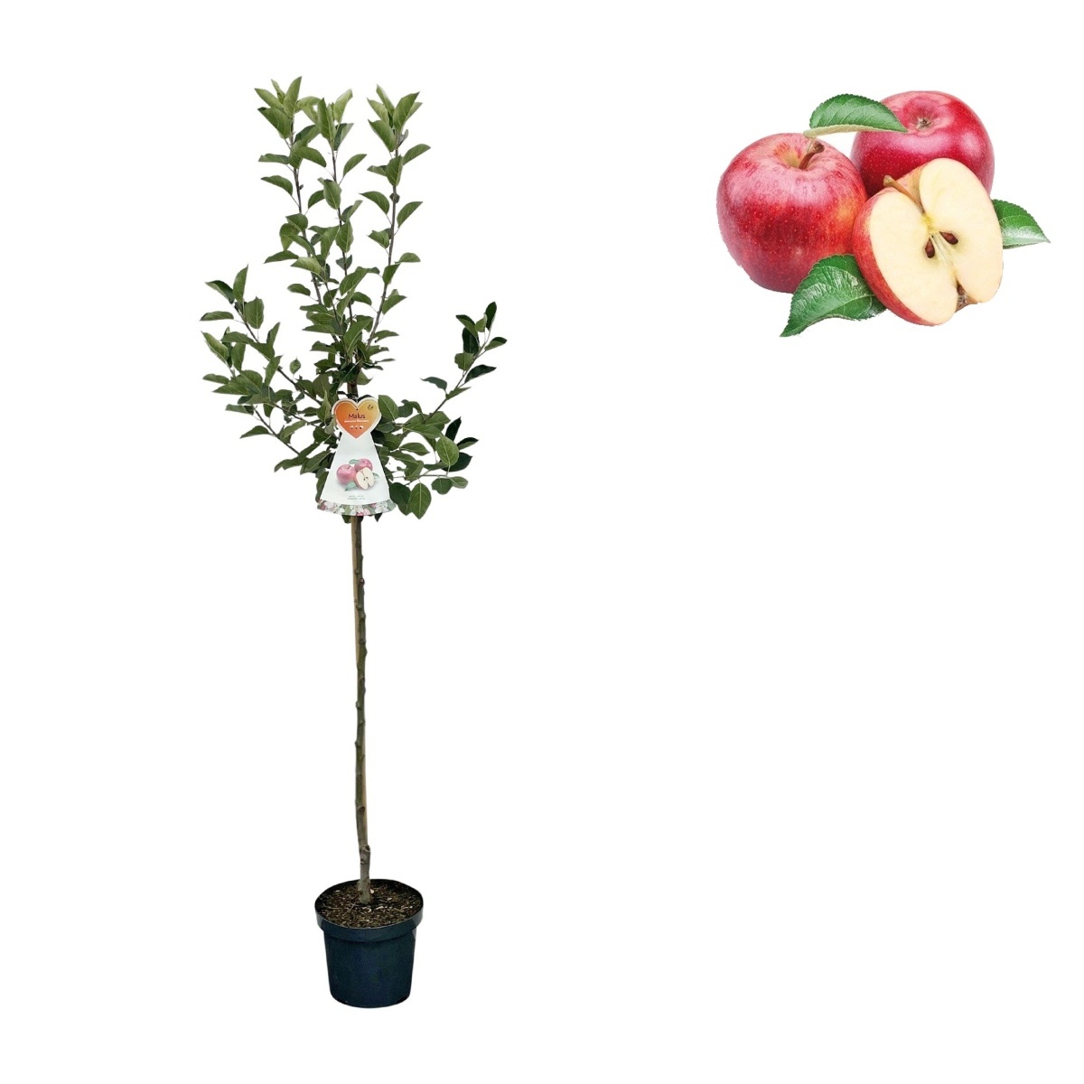 Jabloně - Jabloň Discovery květináč 6 litrů, výška 150/175cm, letní, CIZOSPRAŠNÁ