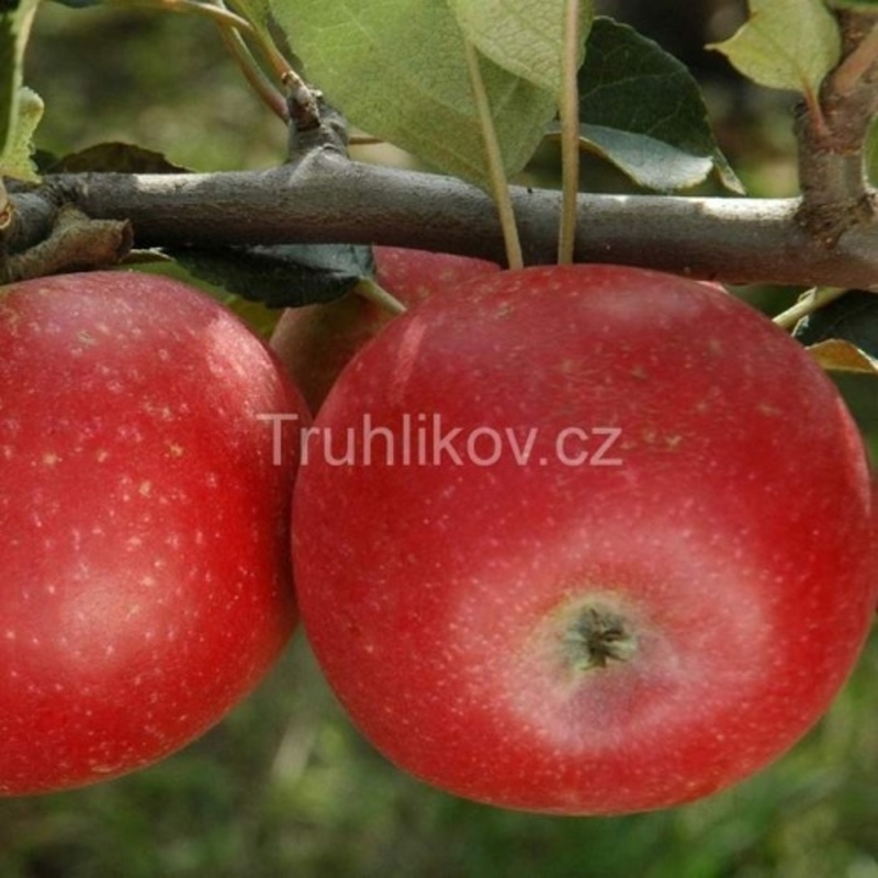 Jabloň Discovery květináč 6 litrů, výška 150/175cm, letní, CIZOSPRAŠNÁ-1