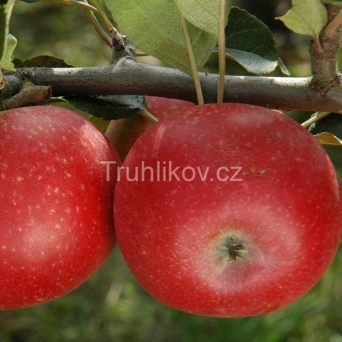 Jabloně - Jabloň Discovery květináč 7,5 litru, zákrsek, letní, CIZOSPRAŠNÁ