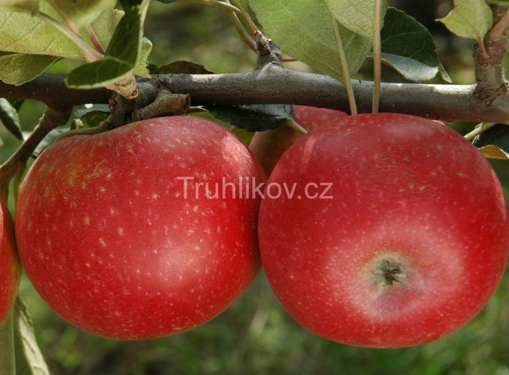 Rostliny - Jabloň 'Discovery' prostokořenné, zákrsek, letní, CIZOSPRAŠNÁ
