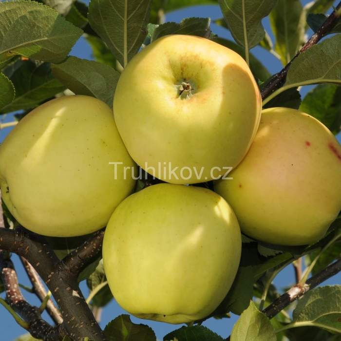 Jabloně - Jabloň duo 'Elstar' a 'Golden Delicious' květináč 6 litrů, u-tvar, zimní, SOBĚSPRAŠNÉ