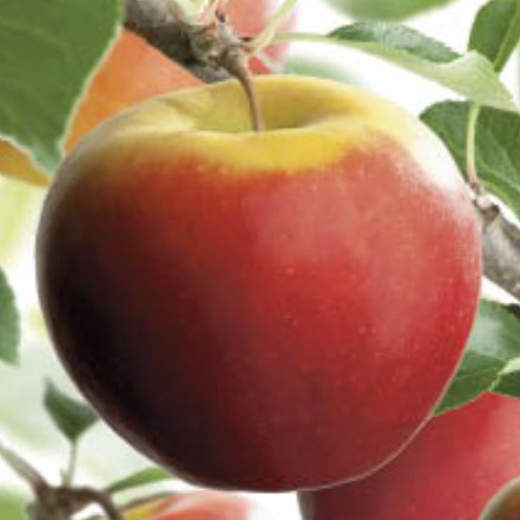 Jabloň duo 'Elstar' a 'Golden Delicious' květináč 6 litrů, u-tvar, zimní, SOBĚSPRAŠNÉ-0