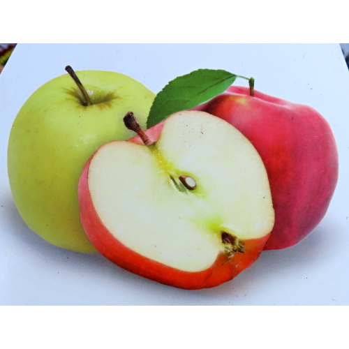 Jabloň duo'Golden Delicious' a 'Jonagold' květináč 7,5 litru, výška 150/175cm, SOBĚSPRAŠNÉ-0