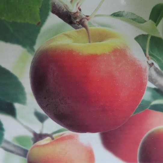 Rostliny - Jabloň 'Elstar' číslice, květináč 50 litrů, výška 100/125cm, tvar oblouk, zimní, CIZOSPRAŠNÁ