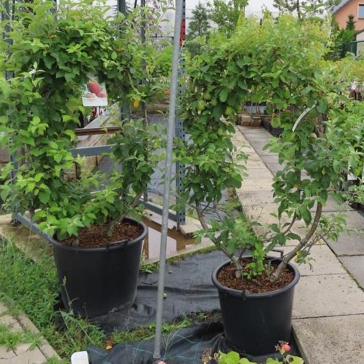 Jabloň 'Elstar' číslice, květináč 50 litrů, výška 100/125cm, tvar oblouk, zimní, CIZOSPRAŠNÁ-1