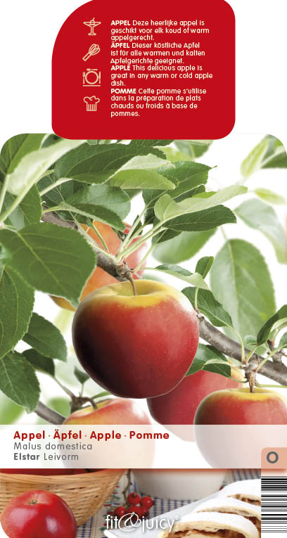 Rostliny - Jabloň 'Elstar' květináč 6 litrů, výška 150/175cm, zimní, CIZOSPRAŠNÁ