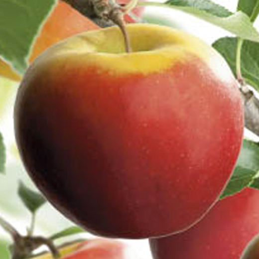 Jabloň 'Elstar' květináč 6 litrů, výška 150/175cm, zimní, CIZOSPRAŠNÁ-0