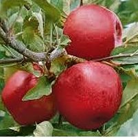 Rostliny - Jabloň 'Empire' květináč 7,5 litru, zákrsek, zimní, CIZOSPRAŠNÁ