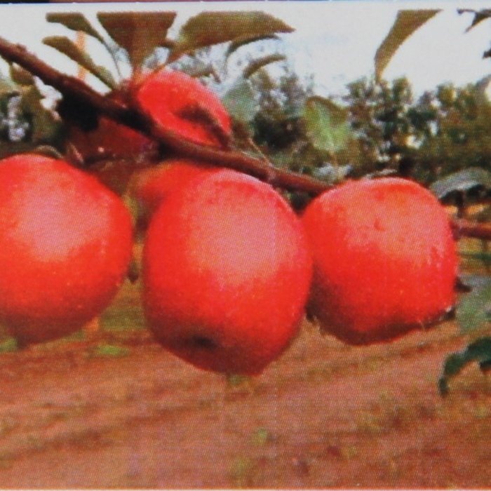 Rostliny - Jabloň Frosta květináč 7,5 litru, podzimní