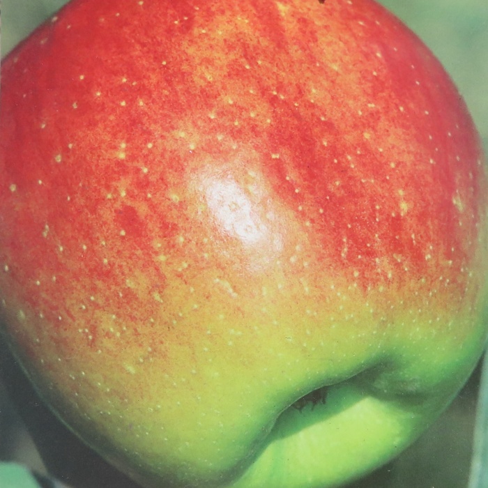 Jabloně - Jabloň 'Fuji' květináč 10 litrů, polokmen, zimní, CIZOSPRAŠNÁ