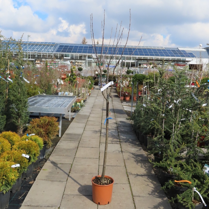 Jabloň 'Fuji' květináč 10 litrů, polokmen, zimní, CIZOSPRAŠNÁ-0