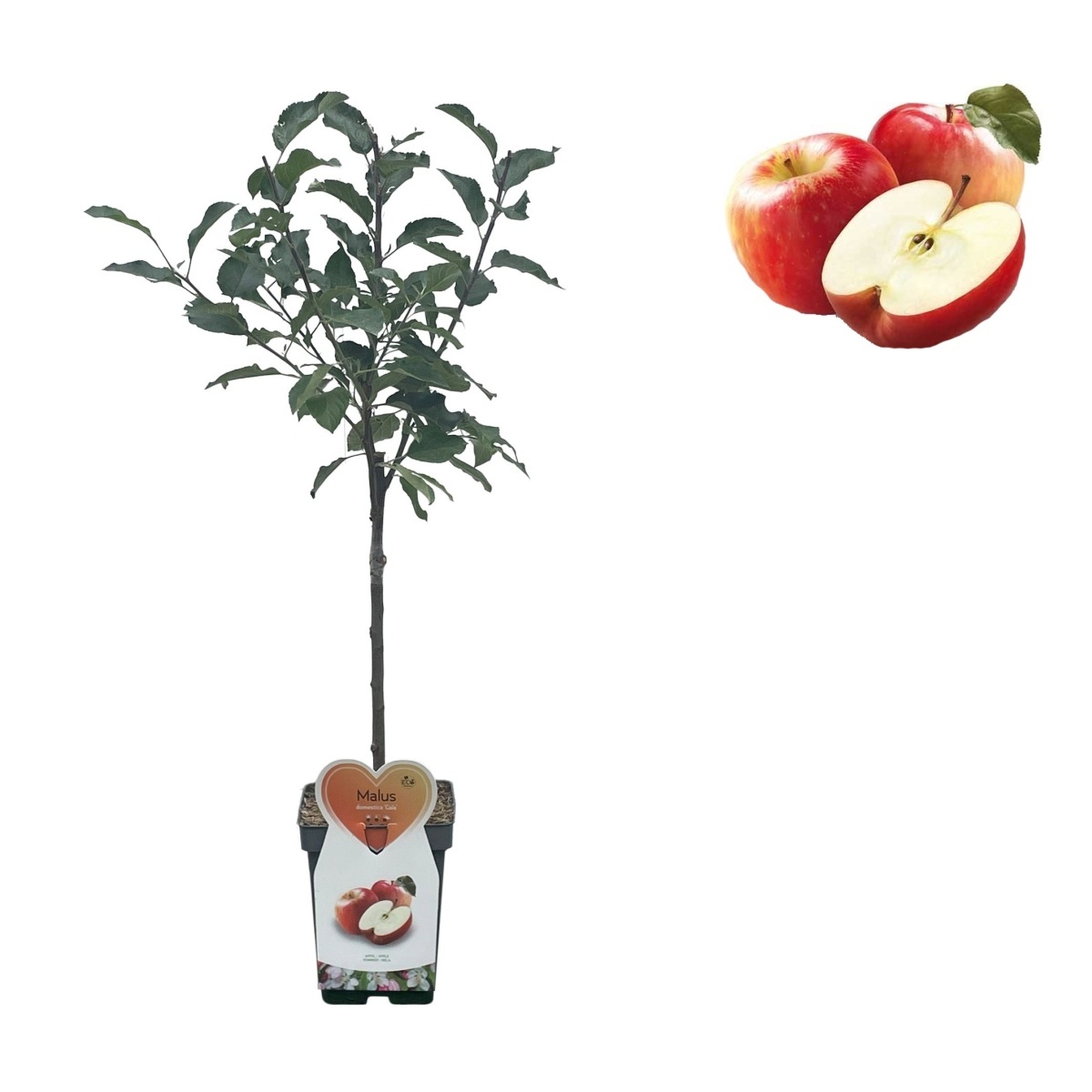 Rostliny - Jabloň Gala květináč 5 litrů, balkonová, zákrsek, zimní, CIZOSPRAŠNÁ