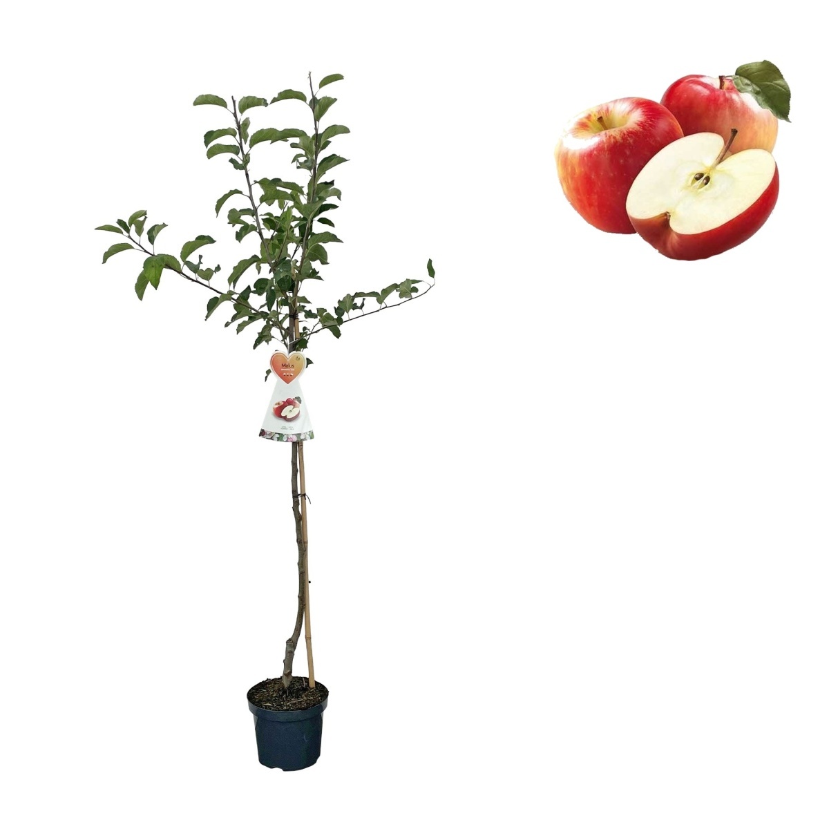 Jabloně - Jabloň 'Gala' květináč 6 litrů, výška 150/175cm, zimní, CIZOSPRAŠNÁ